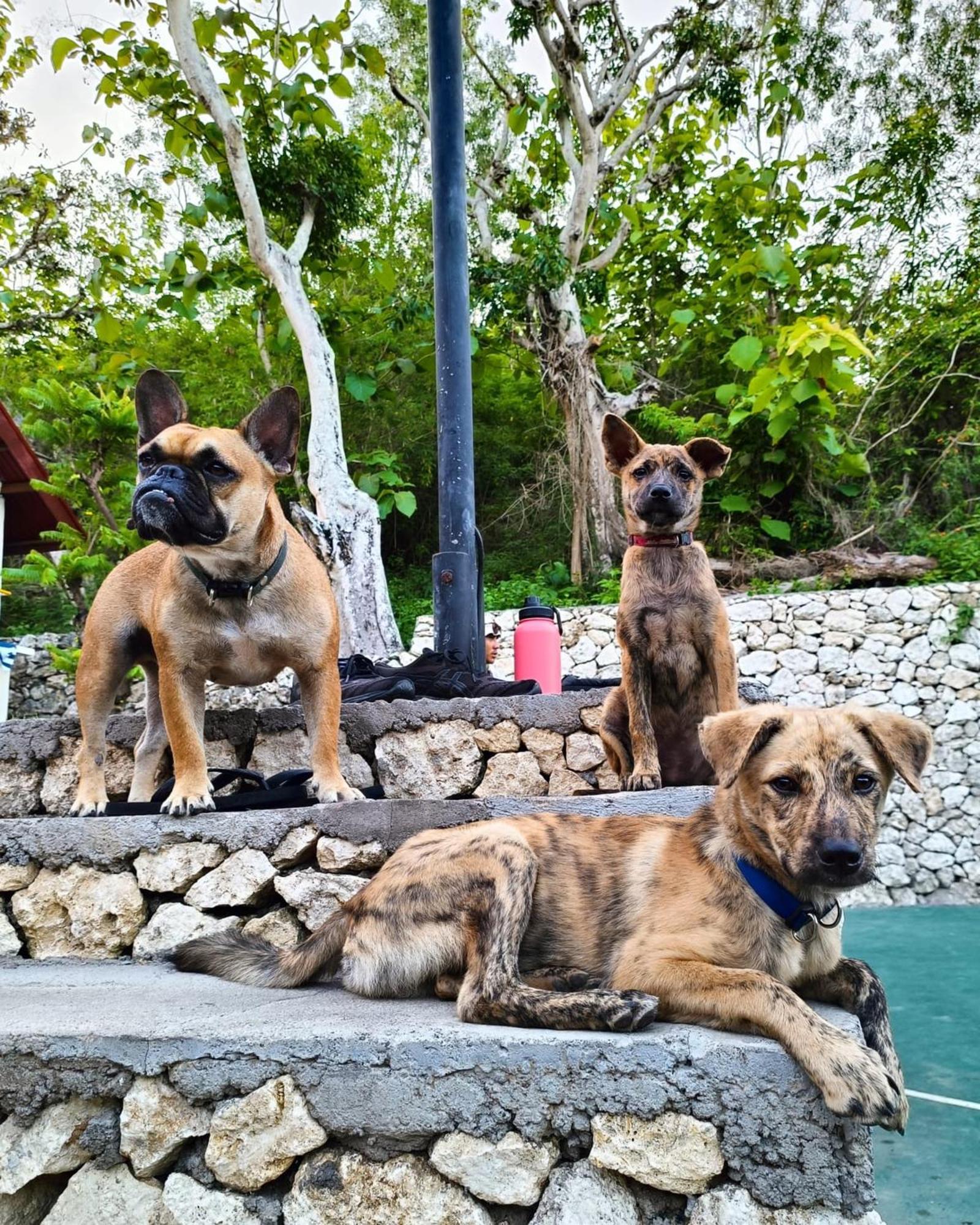 The Penida Project Hostel Ped Buitenkant foto